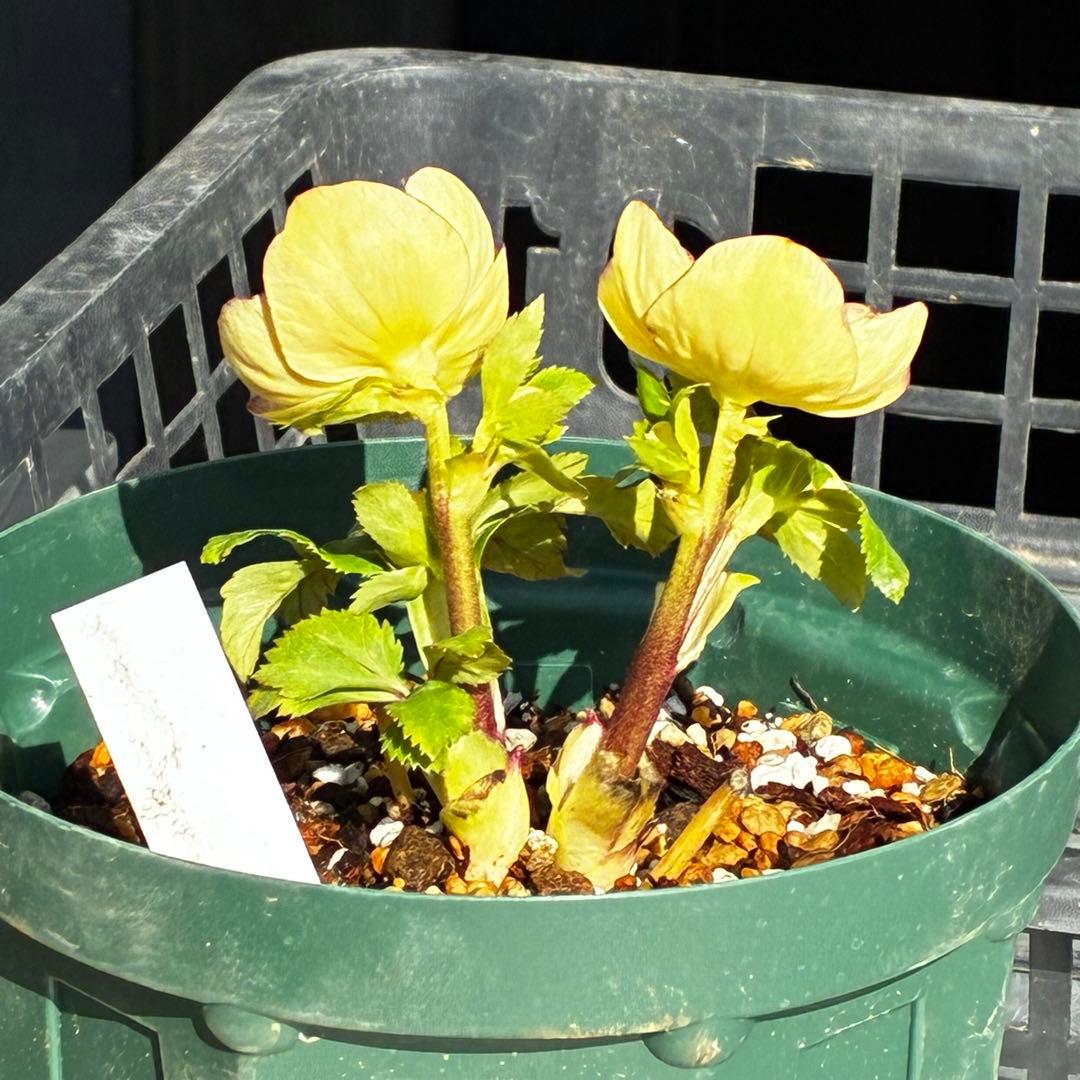 も*読様 546☘️蕾花タグ付☘️極上☘️SD⭐️蜃気楼⭐️小輪⭐️コロコロカッ