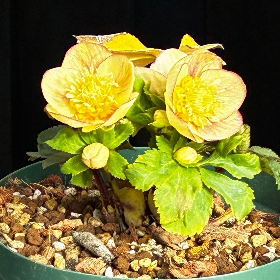 も*読様 546☘️蕾花タグ付☘️極上☘️SD⭐️蜃気楼⭐️小輪⭐️コロコロカッ