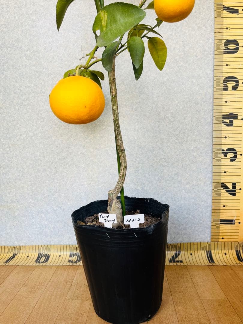 4年生　果実つき　グレープフルーツ接木苗　樹高120センチ　撮影品お届け