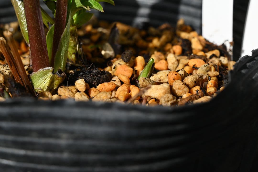 クリスマスローズ　認定小輪アンティークモーリー　加藤農園