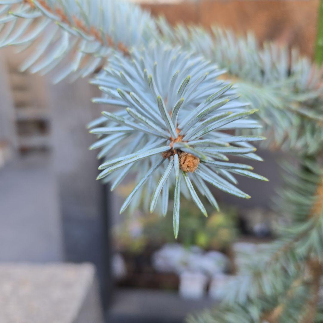 ②　プンゲンストウヒ　ホプシー　8号　最高等級極上品‼️