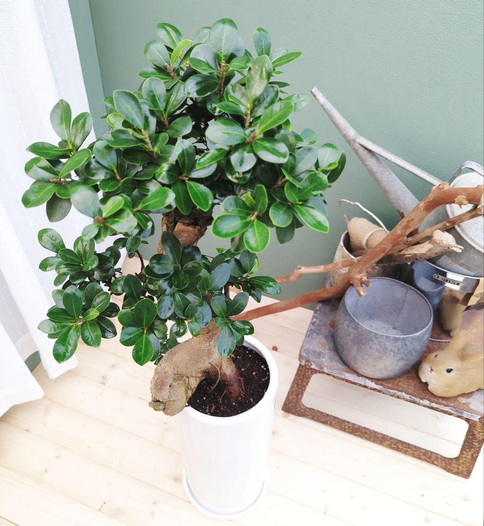 縁起物 ガジュマル曲がり 昇龍 (現品) お祝い ギフト７号陶器