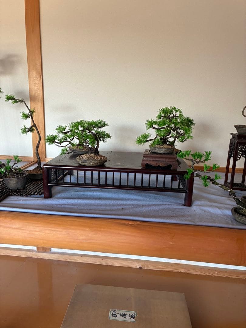 水引盆栽