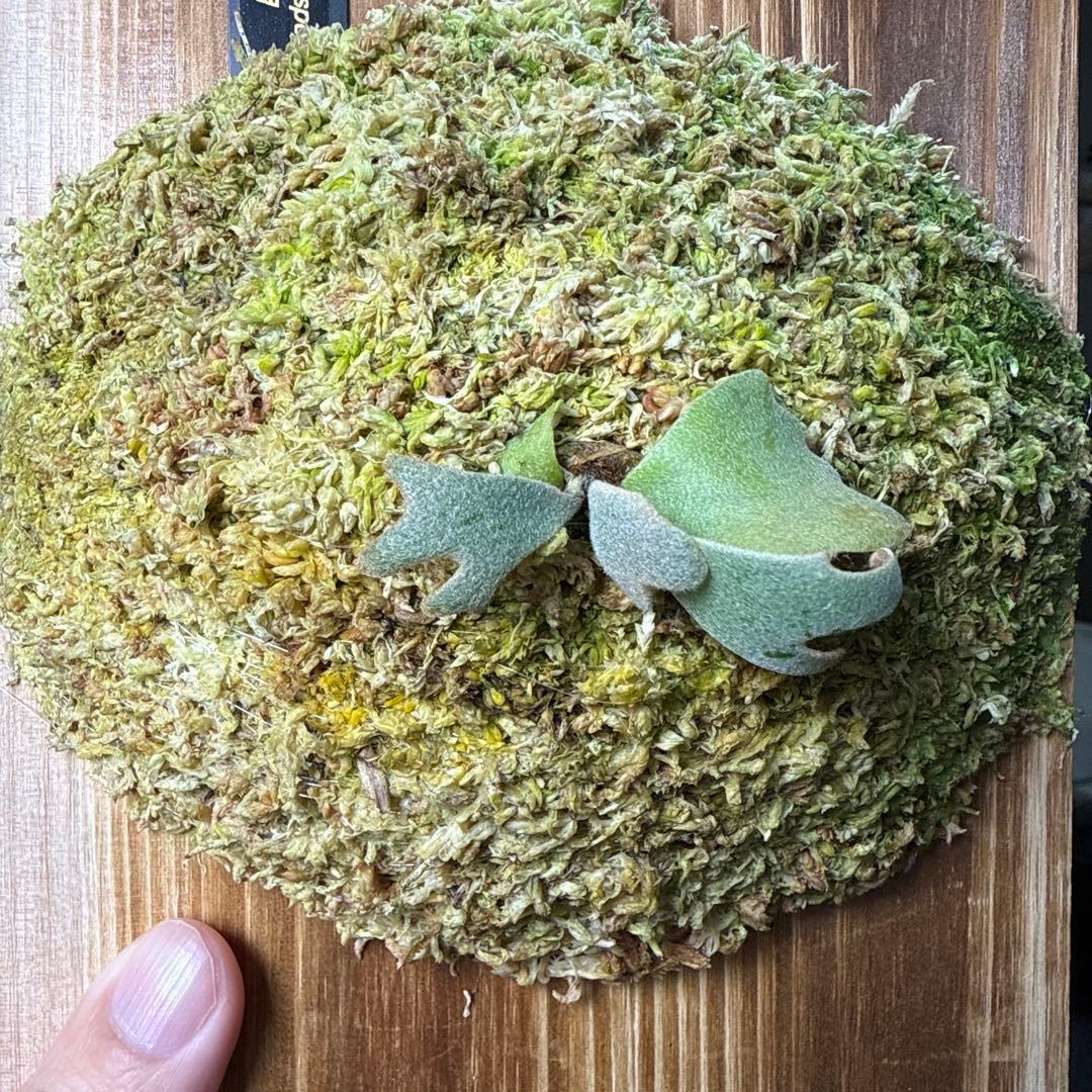 P.Totoro sporelingビカクシダ