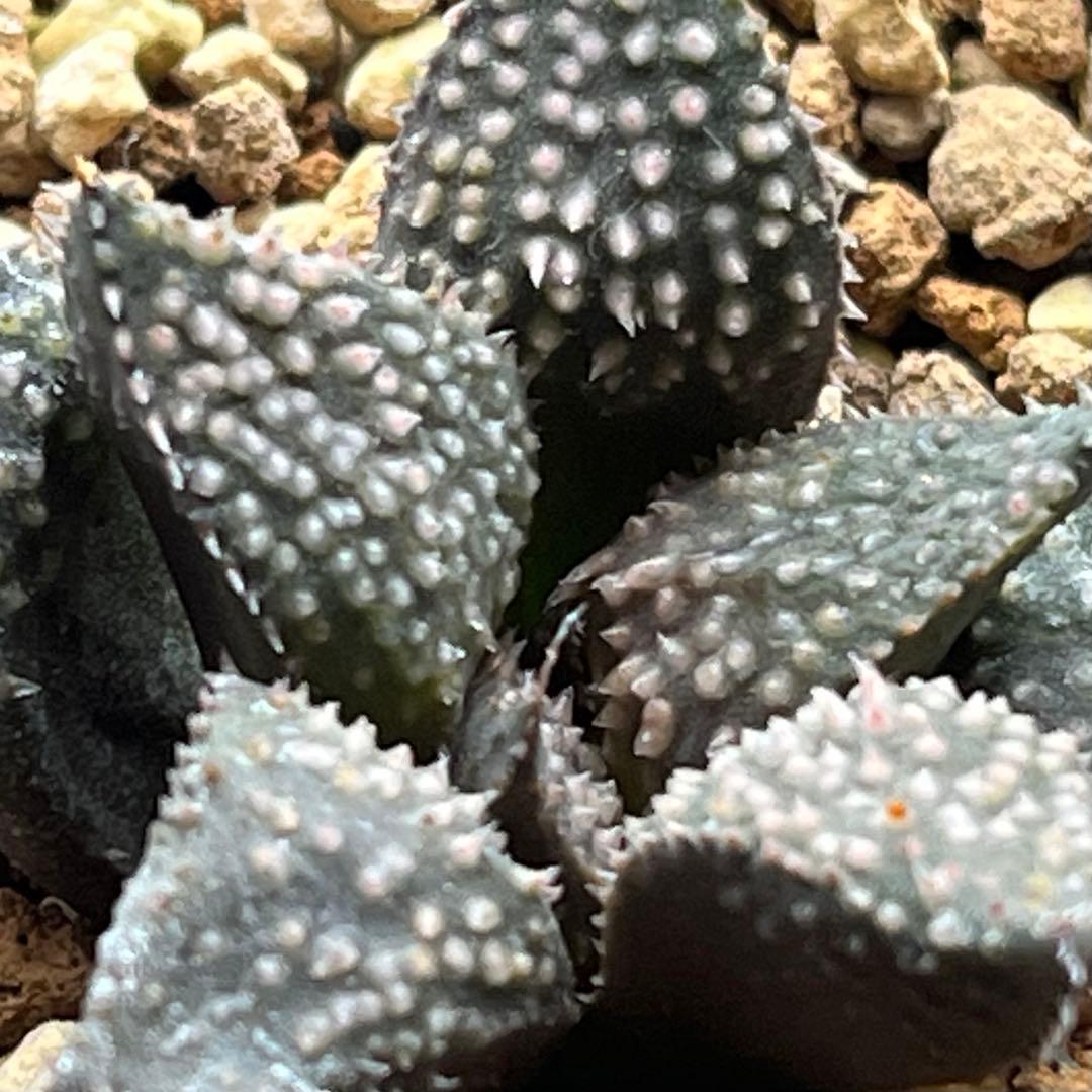 ハオルチア 狼牙