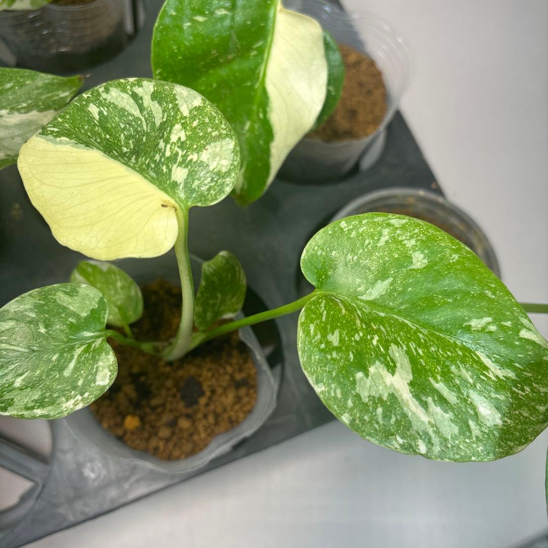 サ*イ様 10株セットms46【特別選抜】モンステラ・タイコンステレーション 斑