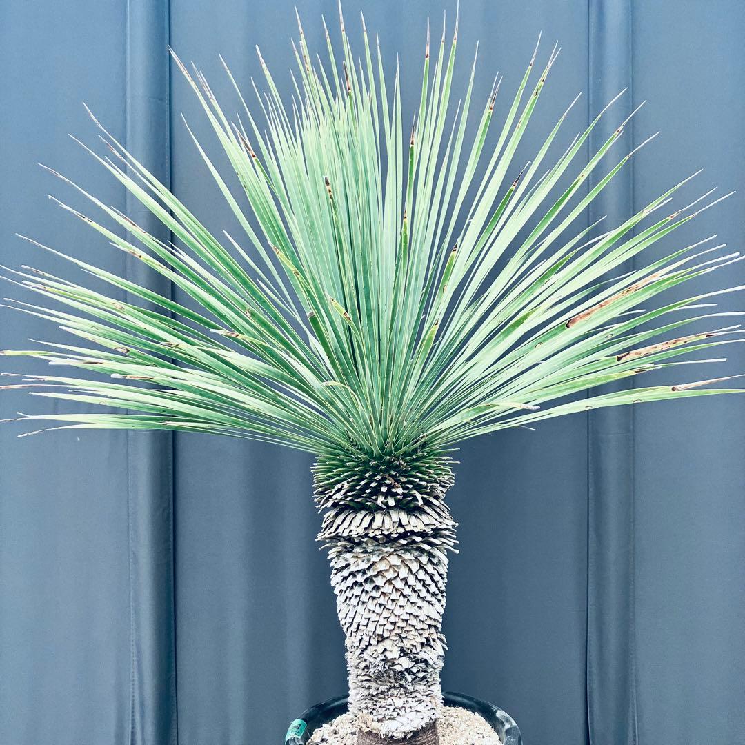 ユッカ ロストラータ　発根済　極太　TR23