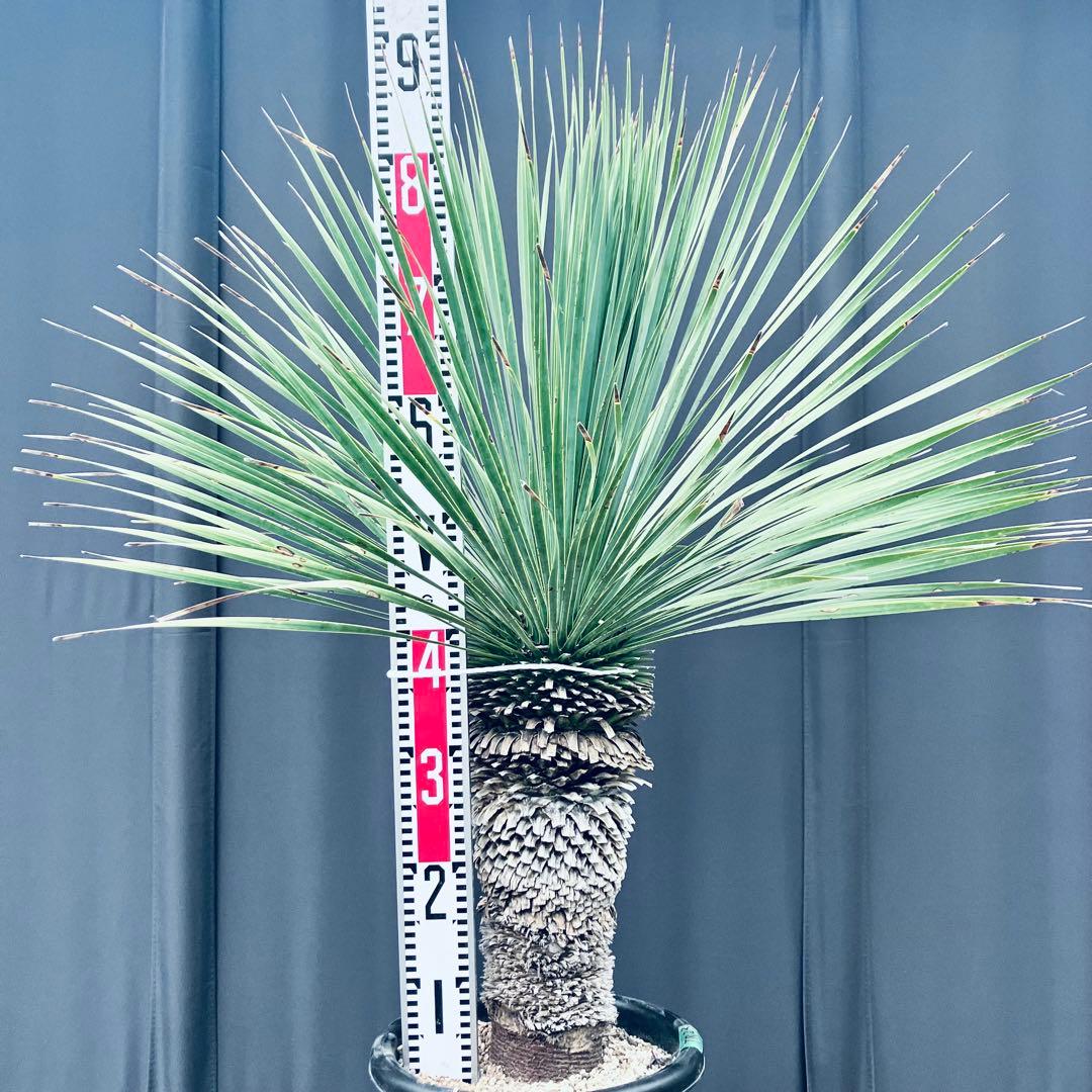 ユッカ ロストラータ　発根済　極太　TR23