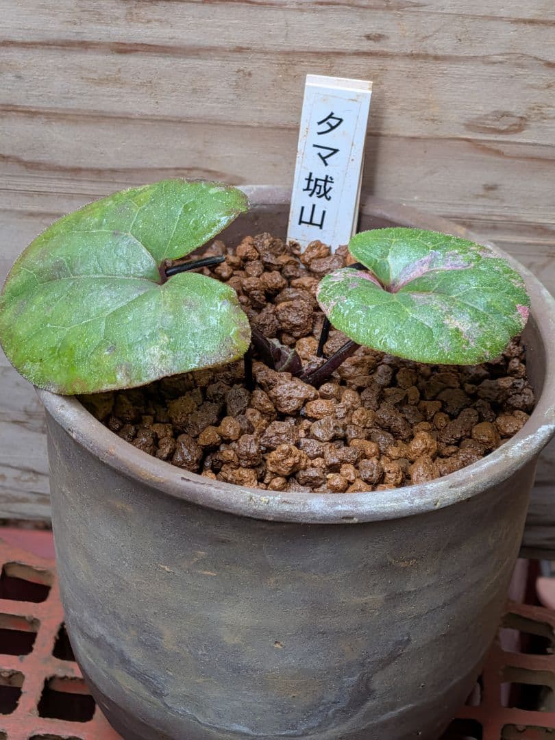 斑入り　カンアオイ　タマノカンアオイ　城山(しろやま)