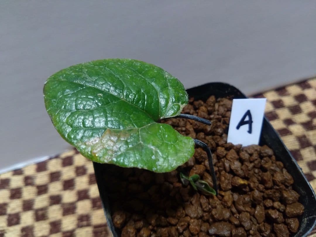 斑入り　カンアオイ　タマノカンアオイ　城山(しろやま)