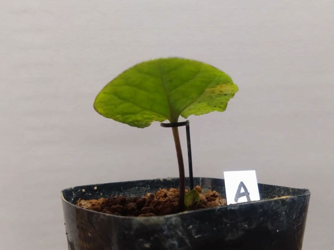 斑入り　カンアオイ　タマノカンアオイ　城山(しろやま)