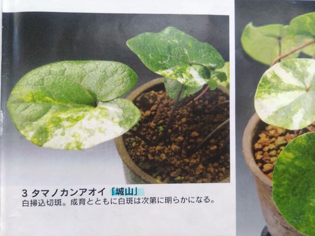 斑入り　カンアオイ　タマノカンアオイ　城山(しろやま)