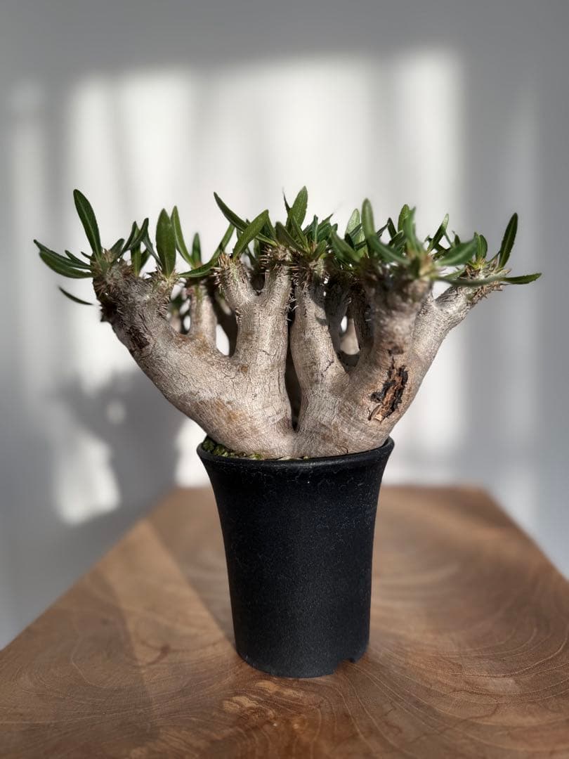 パキポディウム ブレビカリックス 良型 現地球 発根済み