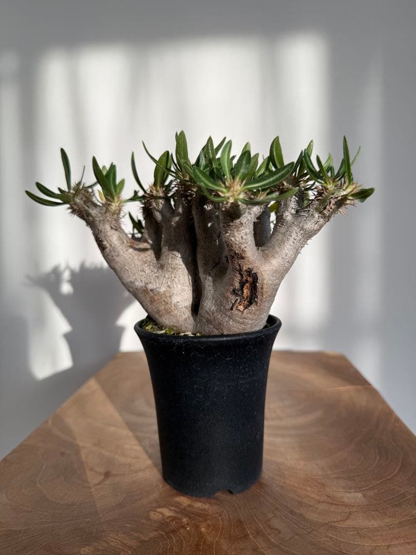 パキポディウム ブレビカリックス 良型 現地球 発根済み