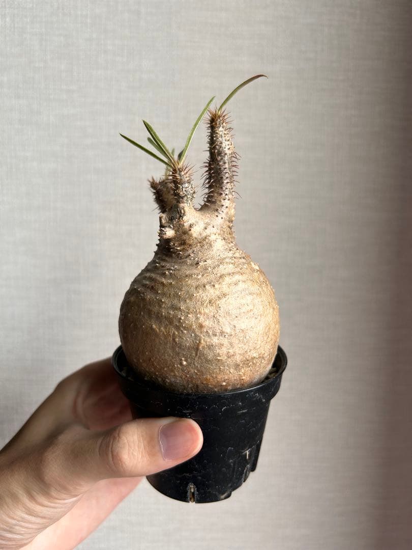 に*う様 【期間限定割引】パキポディウム・グラキリス（現地球、発根済み、まん丸）