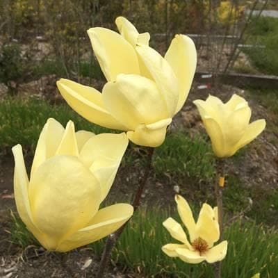 《現品》モクレン　エリザベス　樹高1.4ｍ（根鉢含まず）34【黄花/苗木】