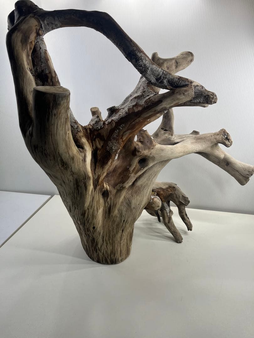 W21特大流木 アク抜き済み流木 爬虫類シェルター 止まり木 バードアスレチック