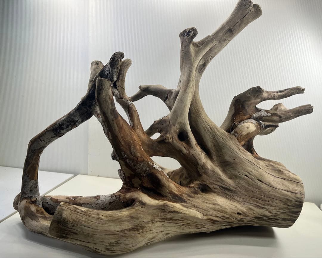 W21特大流木 アク抜き済み流木 爬虫類シェルター 止まり木 バードアスレチック