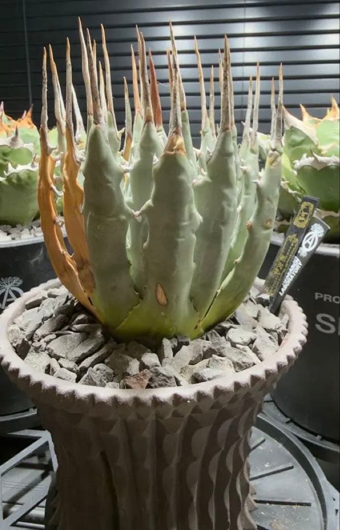 エボリスピナ　現地球　発根済