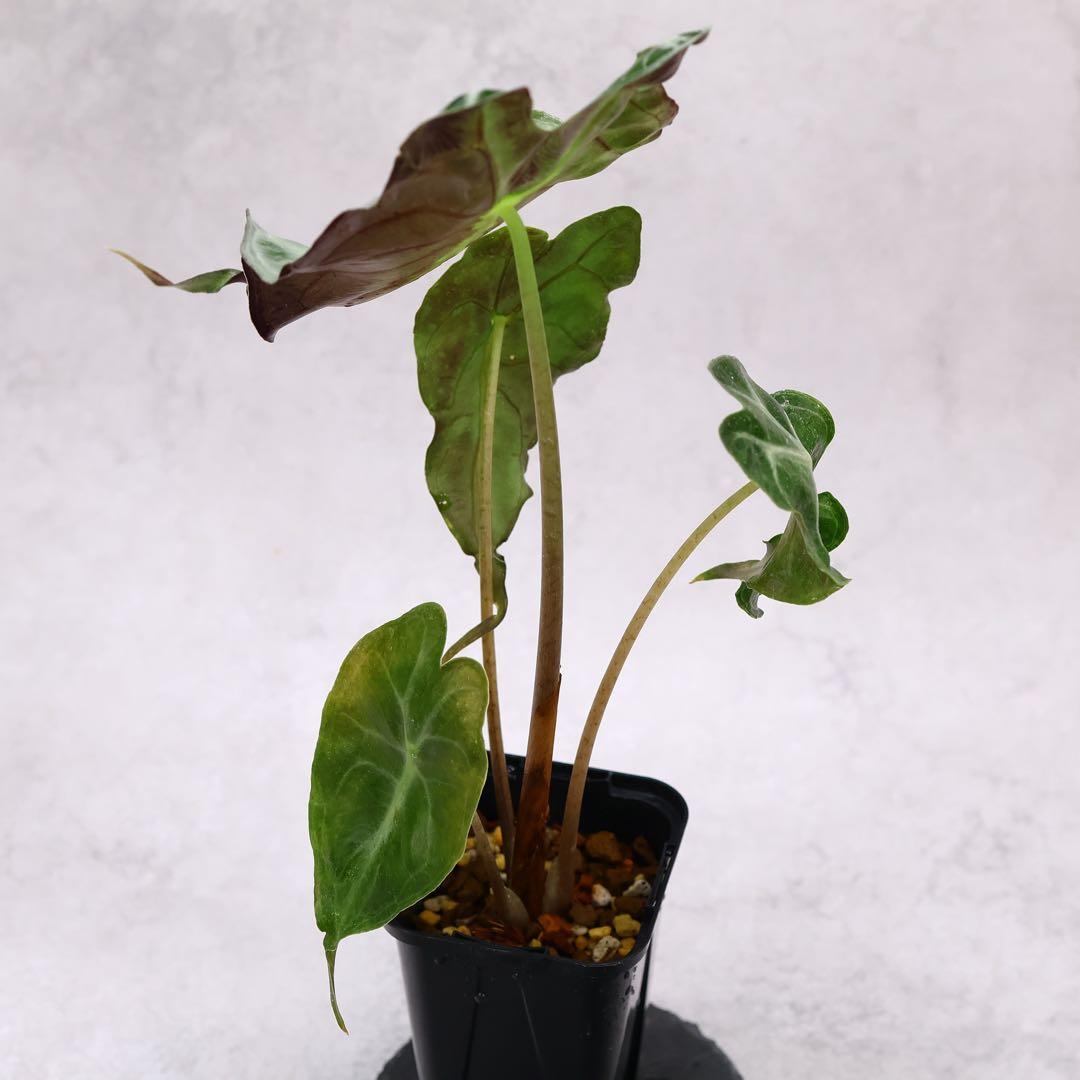 ゆ*い様 アロカシア ヴェノム