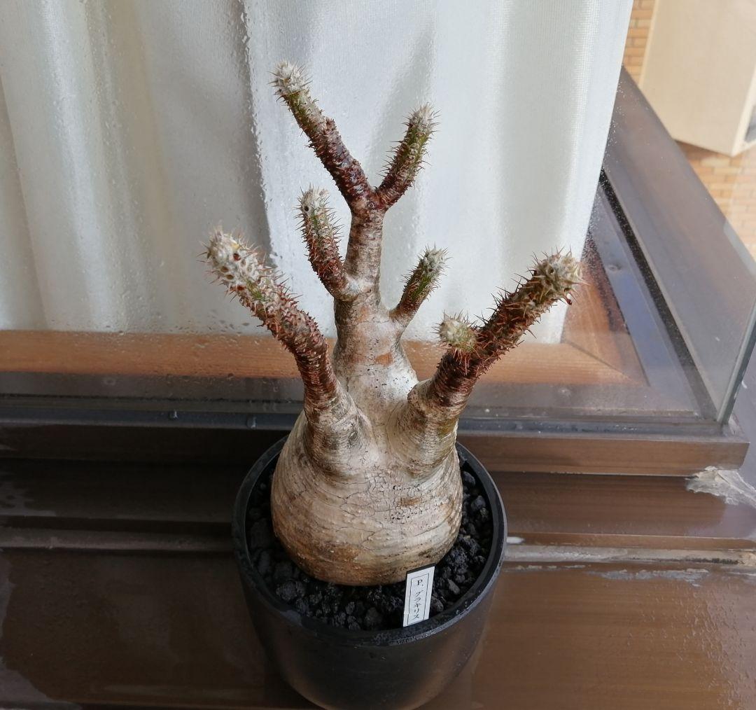 グラキリス現地球