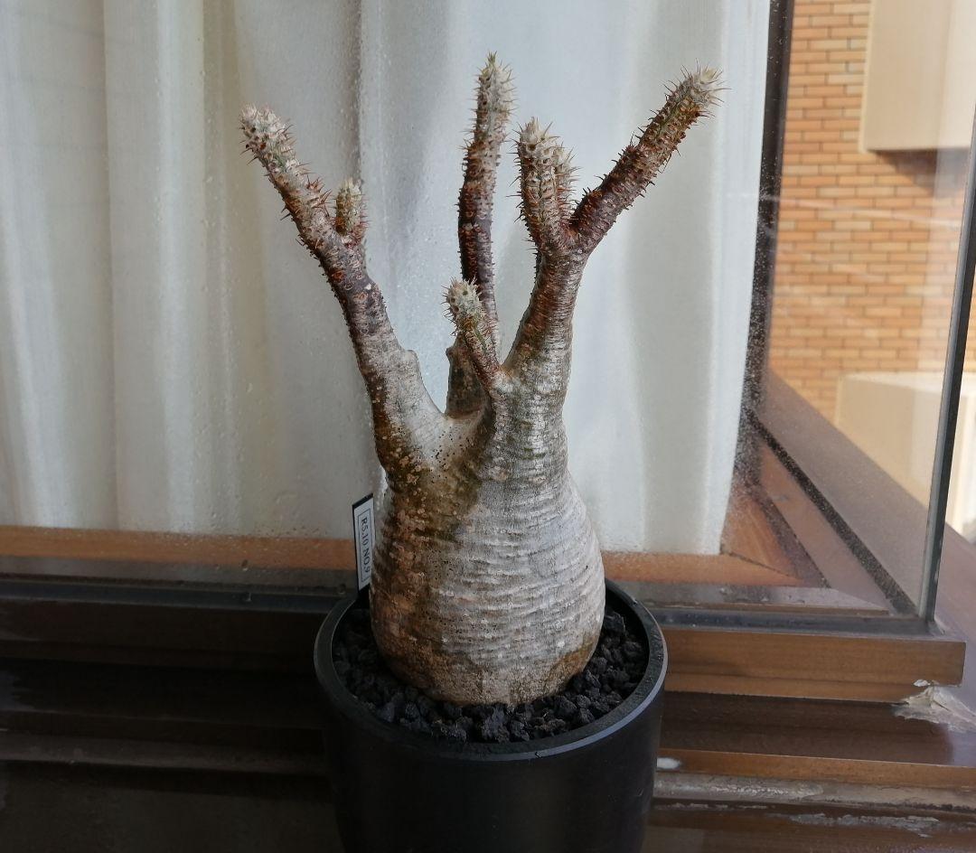 グラキリス現地球