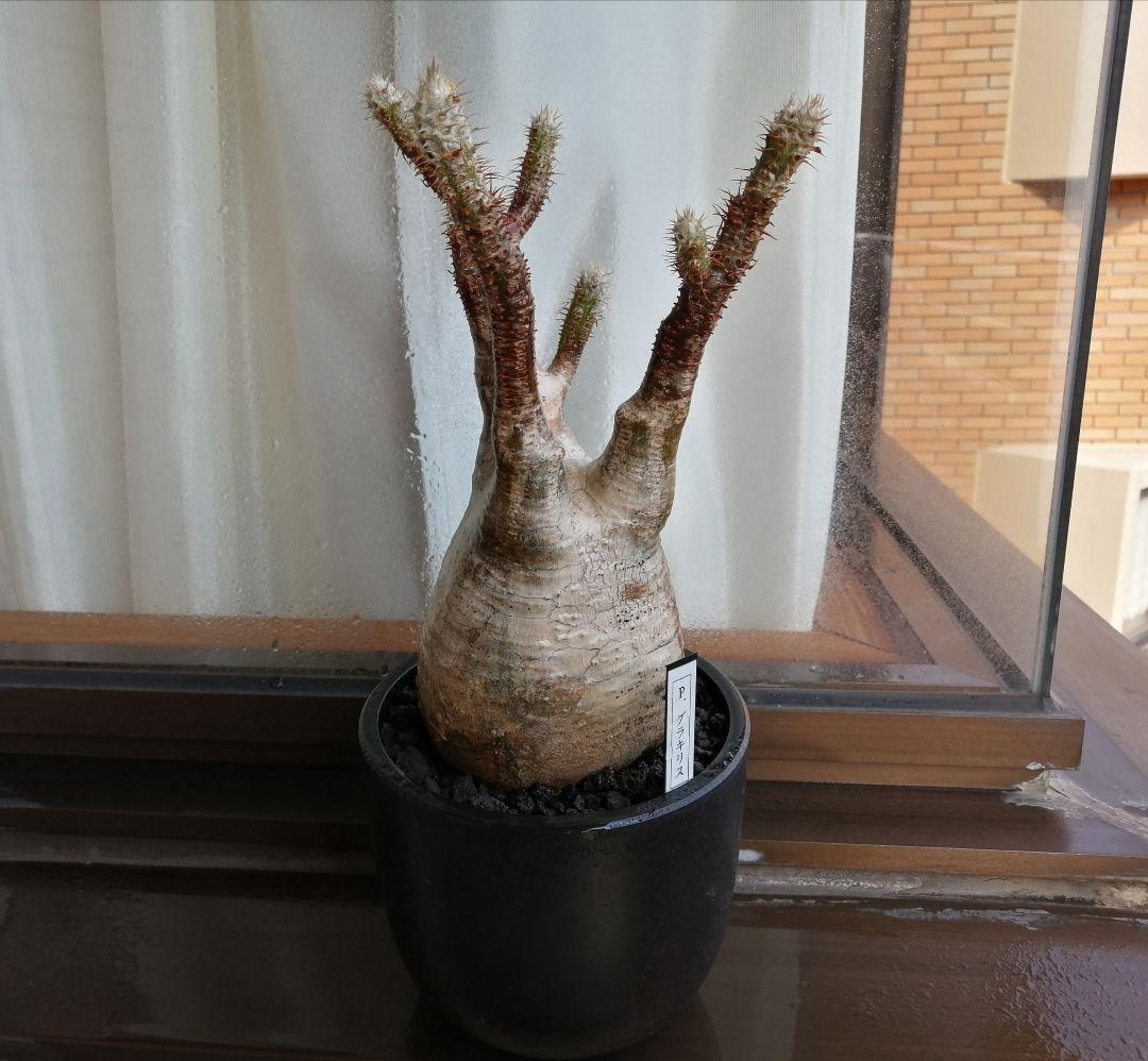 グラキリス現地球