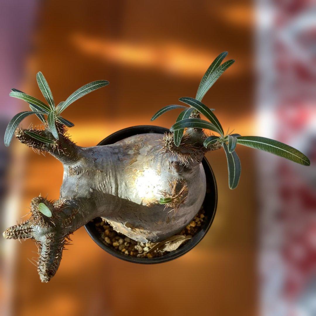 グラキリス 現地球