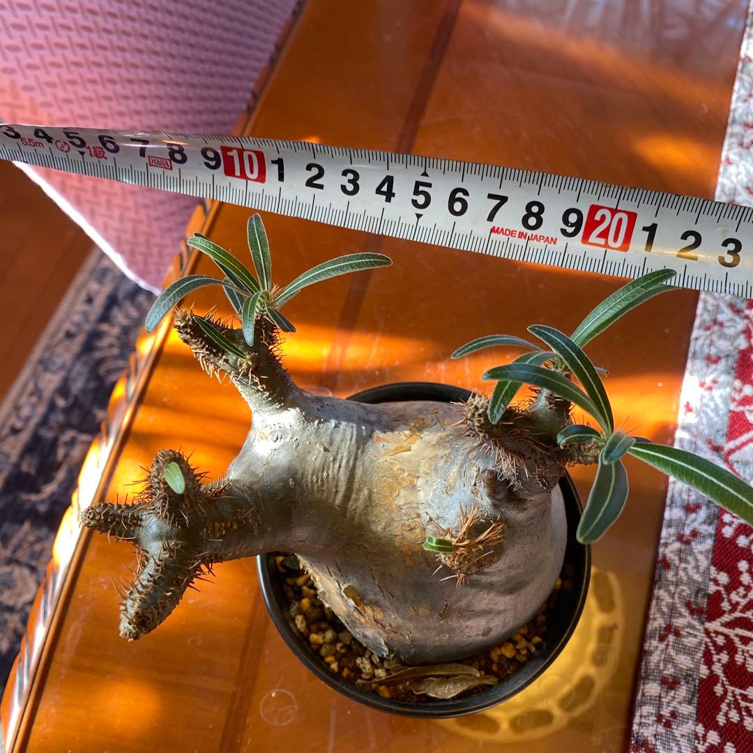 グラキリス 現地球