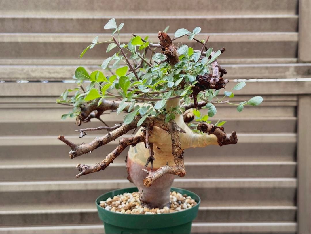 コミフォラ カタフ ターカネンシス 大株 良形 コレクション