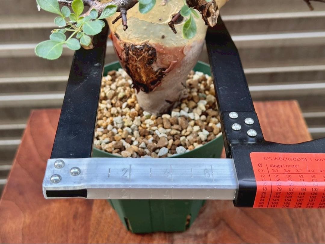 コミフォラ カタフ ターカネンシス 大株 良形 コレクション