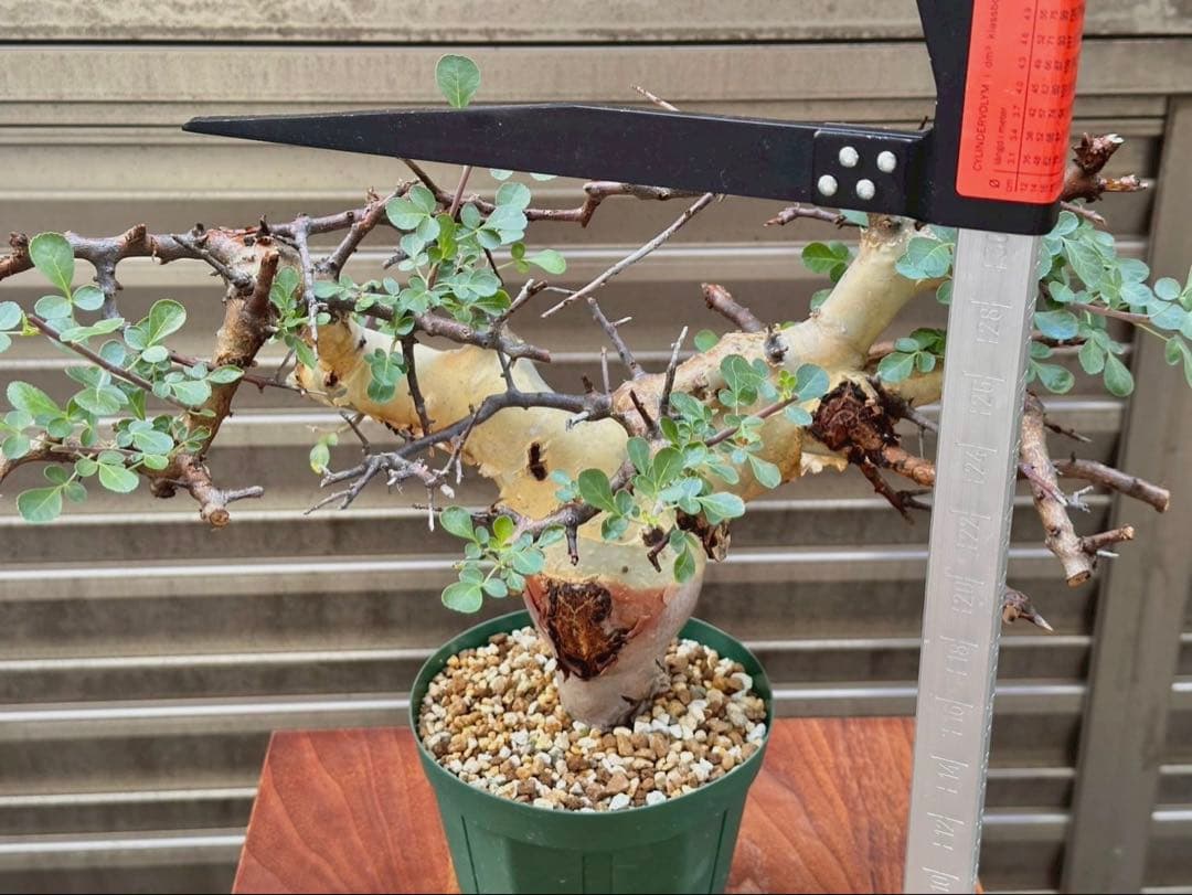 コミフォラ カタフ ターカネンシス 大株 良形 コレクション