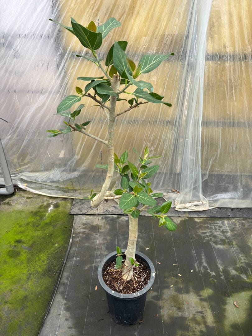 螺旋状ベンガレンシス　10号　約1.5メートル　現品