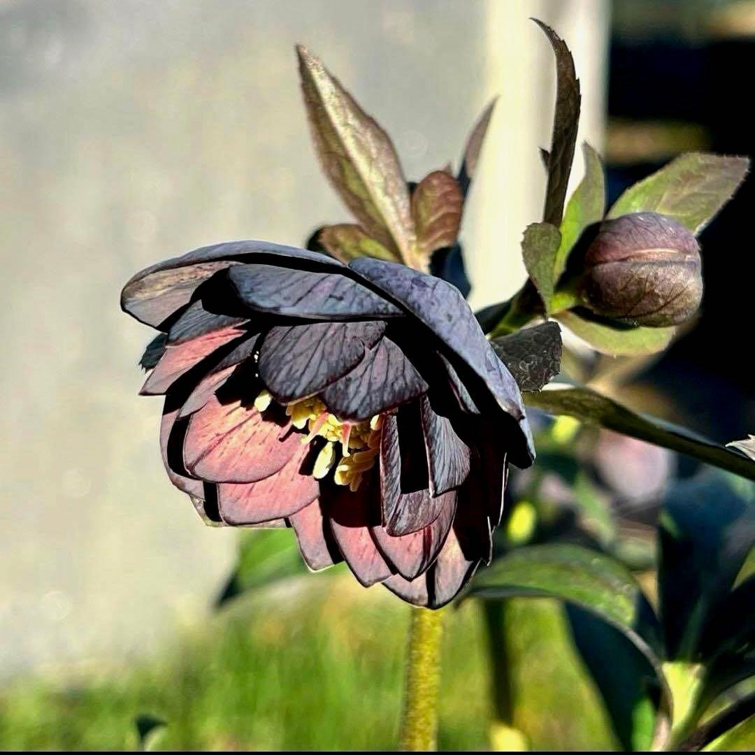 の*ん様 ☘️極上☘️蕾付き☘️タグ付き☘️3385⭐️TINKERBELL H