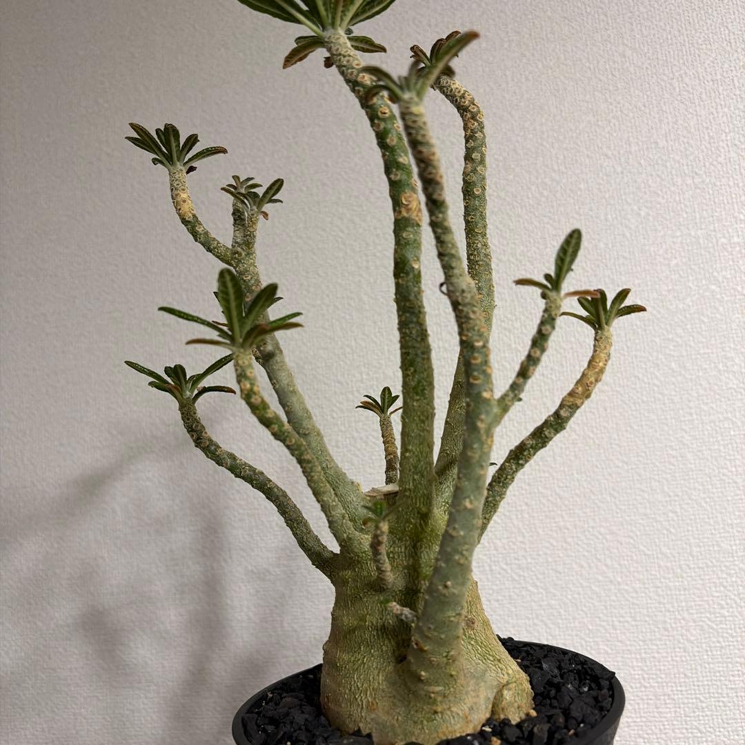 ドルステニアギガス dorstenia gigas 塊根植物