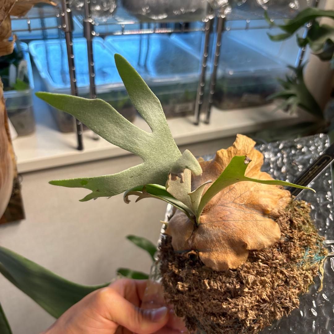 レアdwarf nook#03 × little crown mix spore