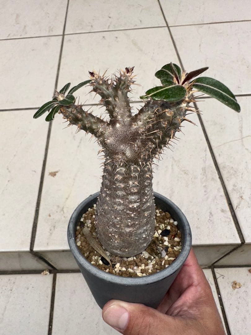 パキポディウム　グラキリス　現地球　綴化