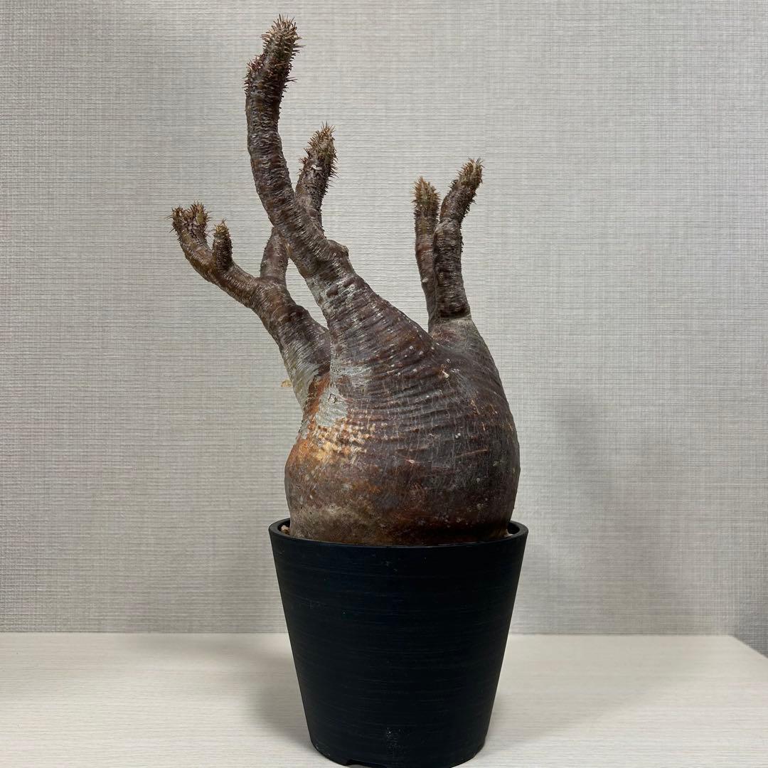 【赤肌】パキポディウム・グラキリス② 発根済み　現地球