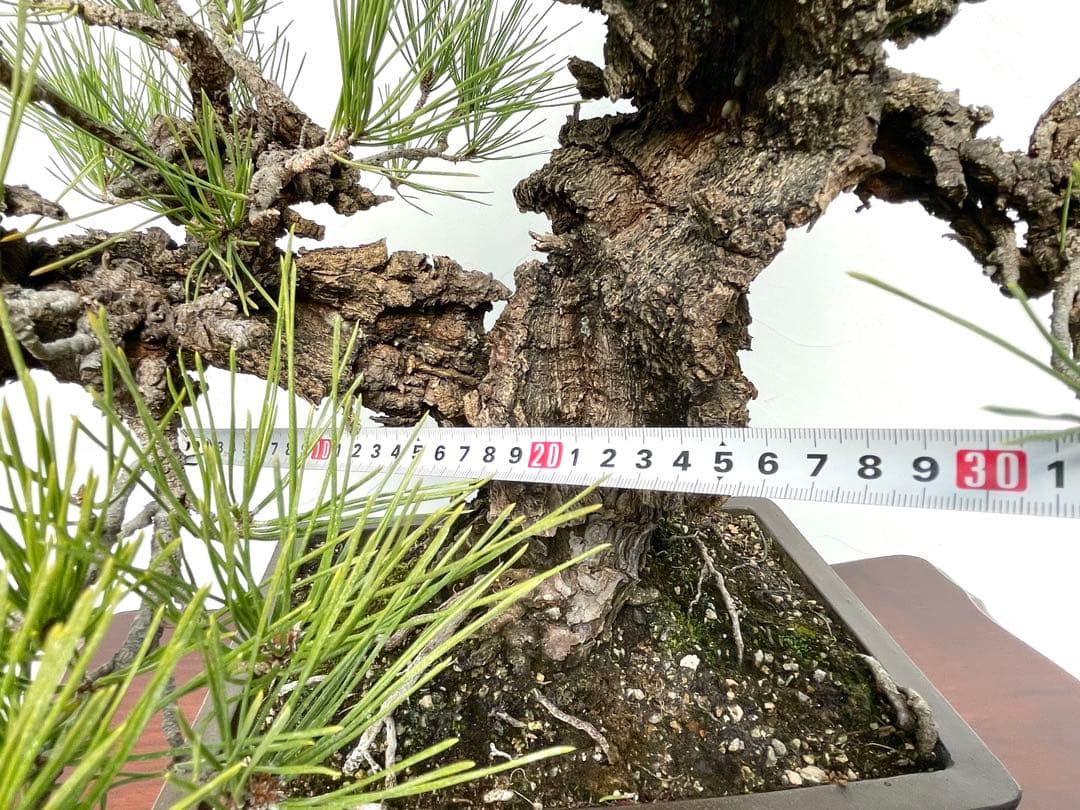 三河盆栽　錦松　ニシキマツ　盆栽　極太　古木