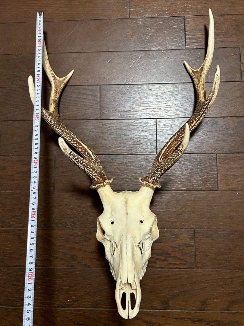 ⑧[1点もの] ハンティングトロフィー　鹿の角　頭蓋骨　日本鹿　スカル
