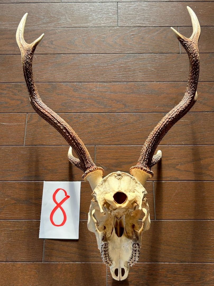 ⑧[1点もの] ハンティングトロフィー　鹿の角　頭蓋骨　日本鹿　スカル