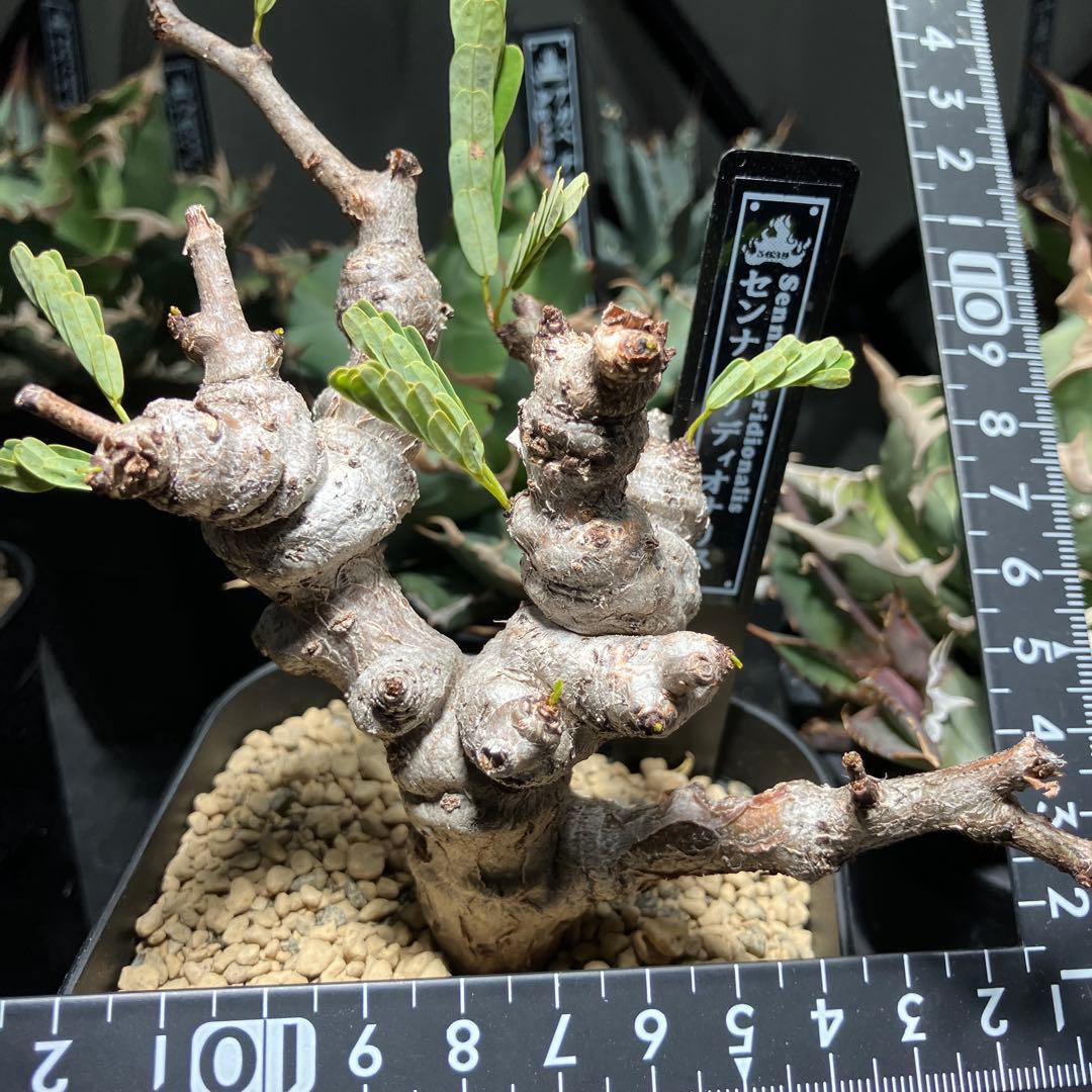 【実生】 センナ メリディオナリス 鉢ごと発送 ネームタグ付き