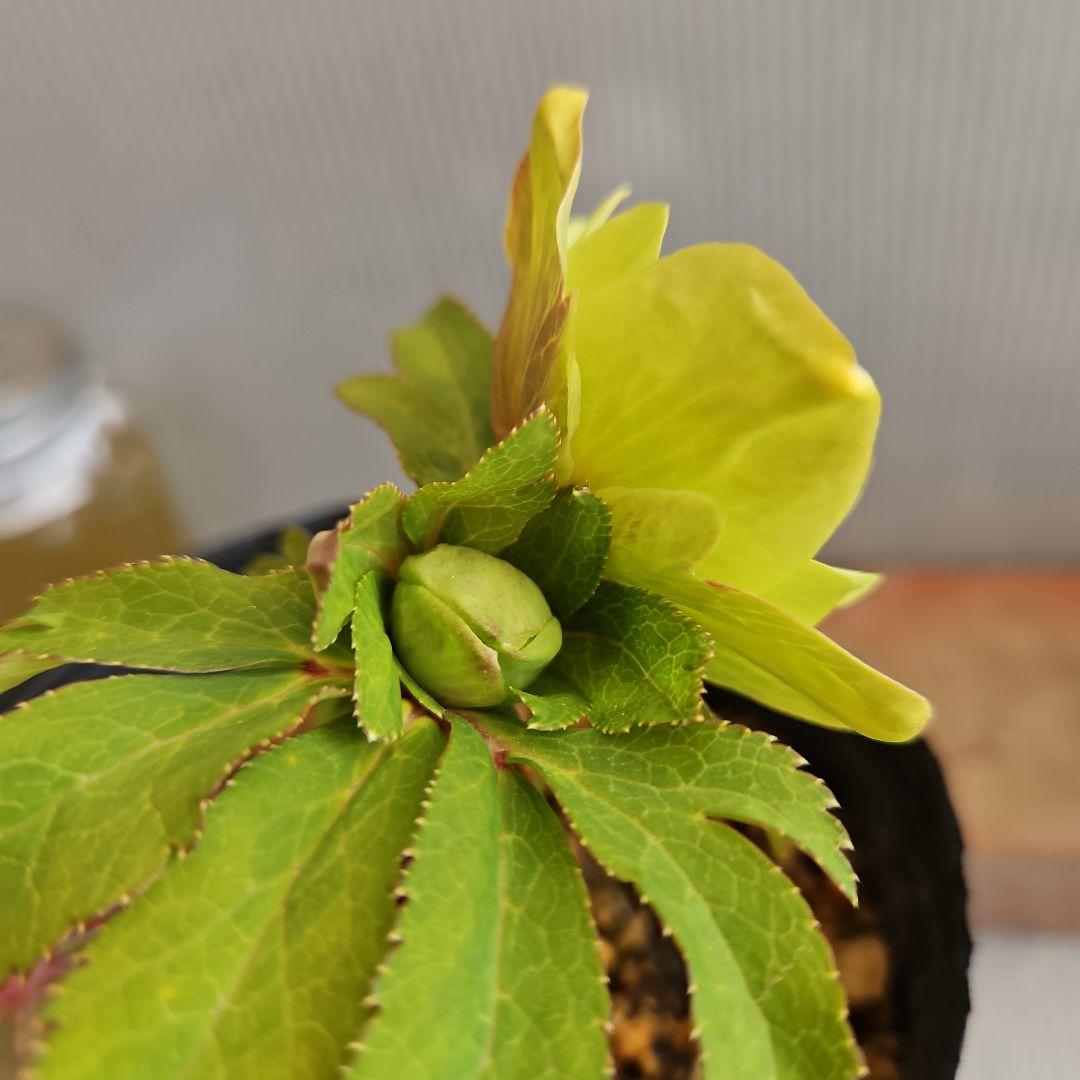 おぎっちょ様ご購入苗㉖-422クリスマスローズ