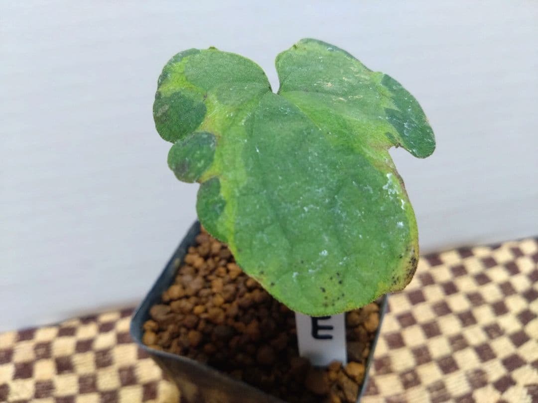 斑入り　カンアオイ　オトメアオイ　斑入り