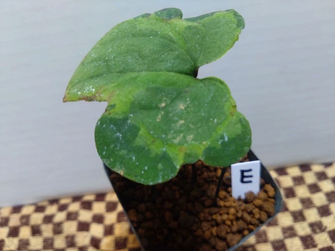 斑入り　カンアオイ　オトメアオイ　斑入り