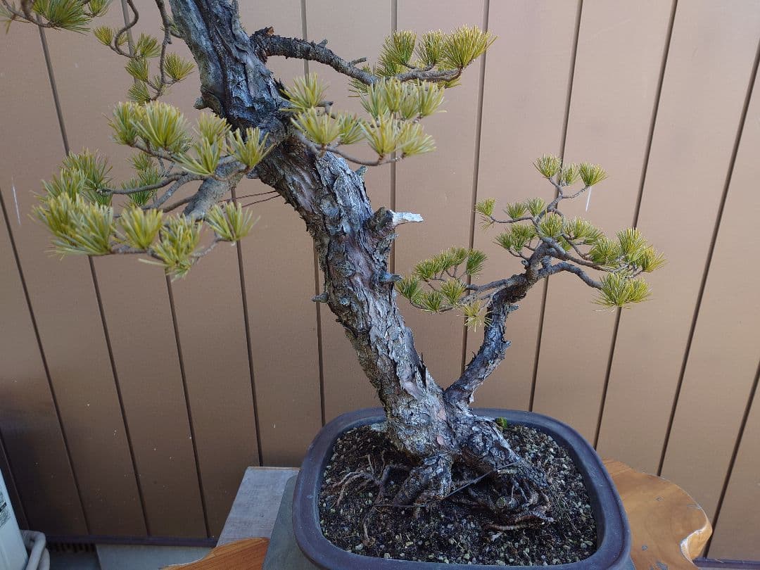 盆栽　五葉松　樹高72cm