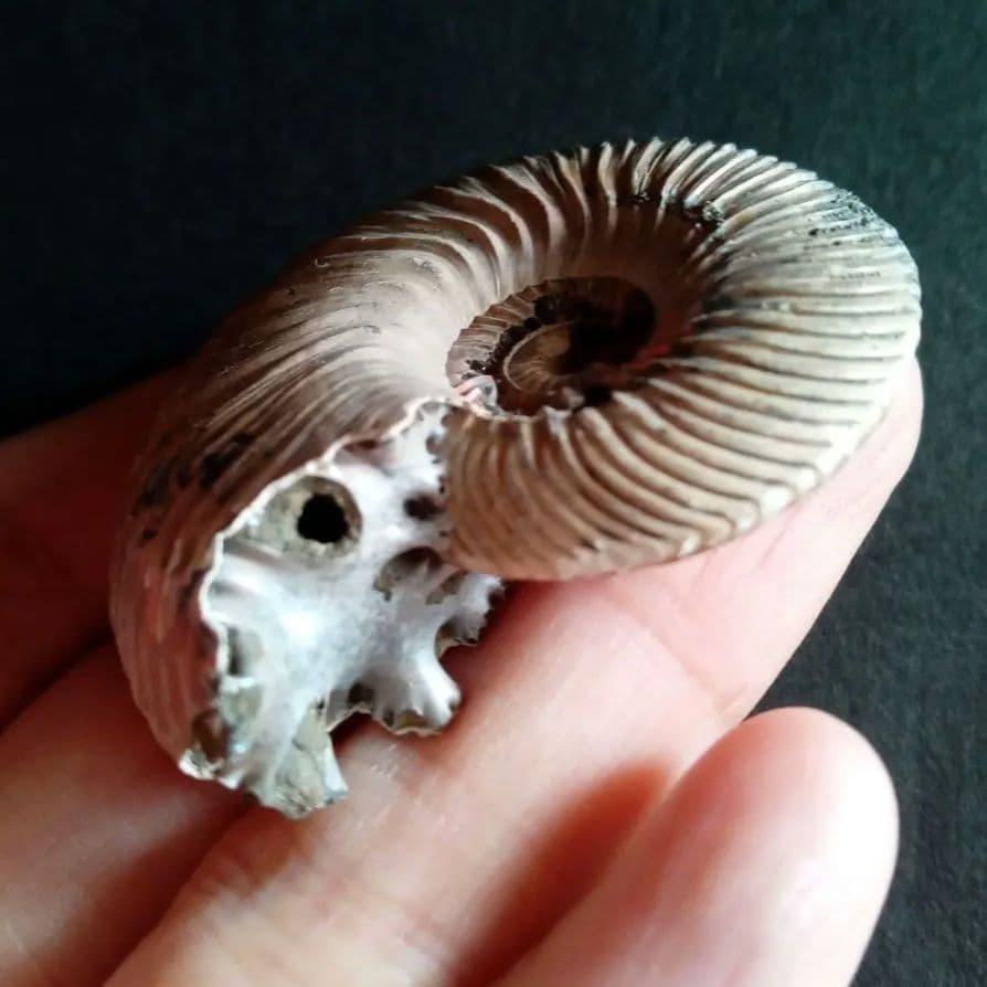 化石　骨格　アンモナイト　50mm　極美麗標本