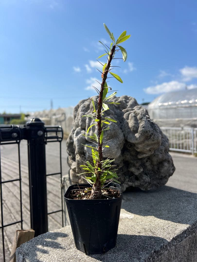 フォークイエリア　プルプシー　沖縄　実生株