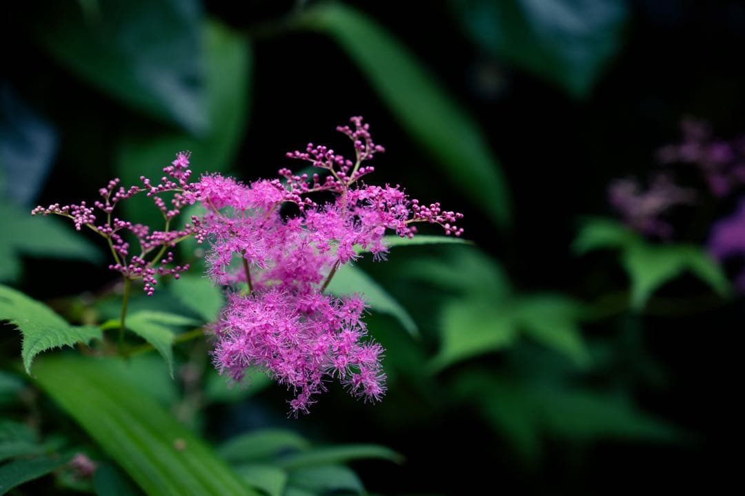 レンズ(ズーム) NIKKOR Z 24-70 f/4 S