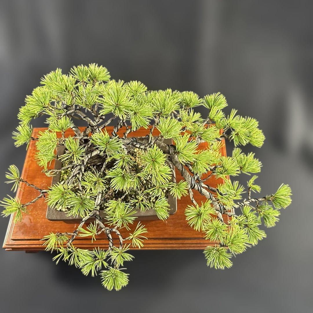 貴風盆栽、赤石五葉松、懸崖作り、幹元太 目立った汚れ傷無し　medabon